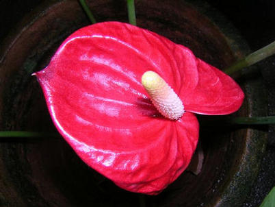 Red anthurium, Trichur