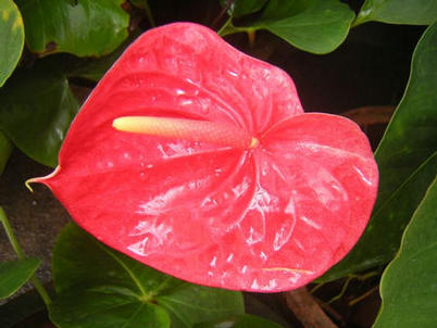 Red anthurium