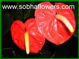 www.sobhaflowers.com