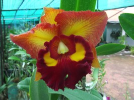 Cattleya