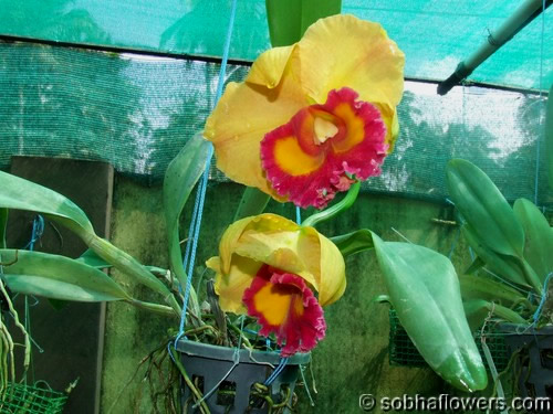 Cattleya plant