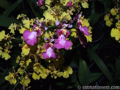 Inflo oncidium