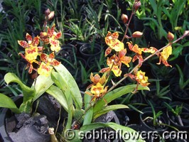 Oncidium