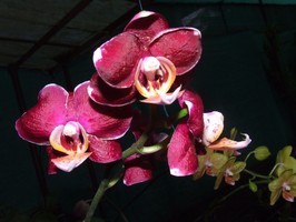 Phalaenopsis