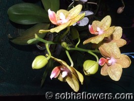 Phal Goldie