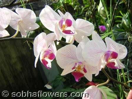 Phalaenopsis