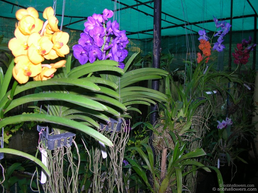 Vanda Family