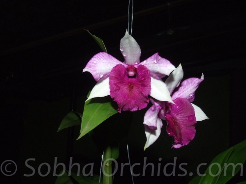 Dendrobium phyllida