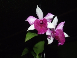 dendrobium phylida