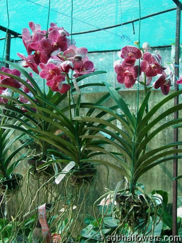 vanda luecharusmee