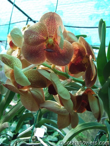 Vanda Vivian